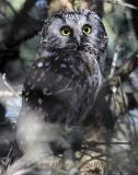 Boreal Owl