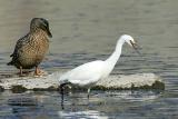 Snowy Egret with female Mallard