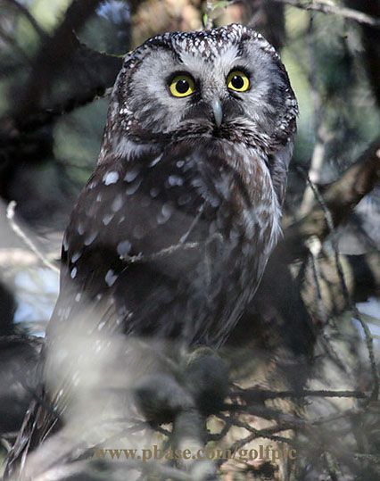 Boreal Owl