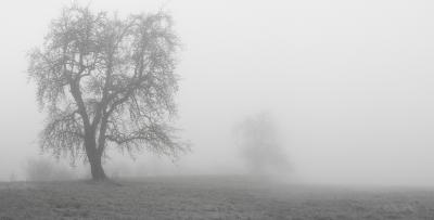 Tree in Fog.jpg