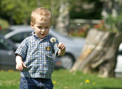 u12/goodwrench/medium/42461563.MilesDandilion.jpg
