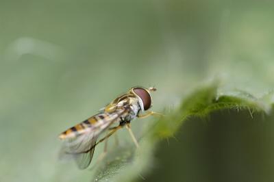 Hover Fly