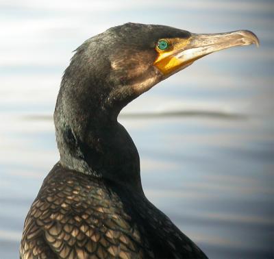 Cormorant