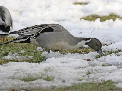 Northern Pintail 02