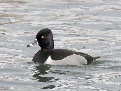 Ring-necked 02