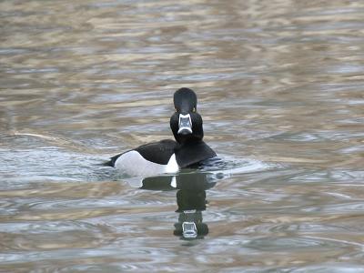 Ring-necked 03