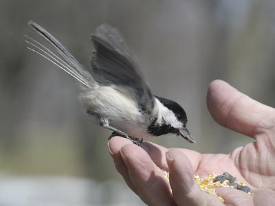 Black-capped Chickadee 07