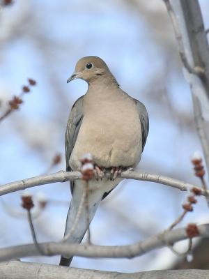 Mourning Dove 01