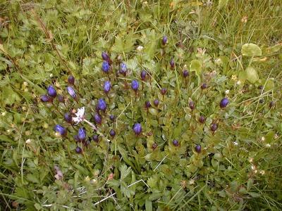 Gentiana.calycosa - Mtn Bog Gentian (RN)