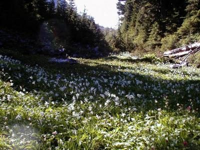 Erythronium.montanum - Avalanche Lilly (RN)