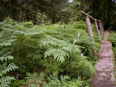 Corydalis.scouleri - Western Corydalis (RN)