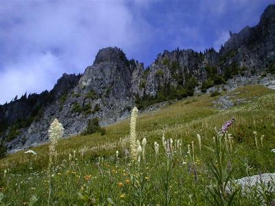 Yellowstone Cliffs - Xerophyllum.tenax - Bear Grass (RN)