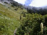 Yellowstone Cliffs - Xerophyllum.tenax - BearGrass - the direction were headed (RN)