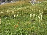 Yellowstone Cliffs - wildflower fields
