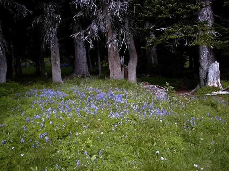 Lupinous.latifolius - Subalpine Lupine (RN)