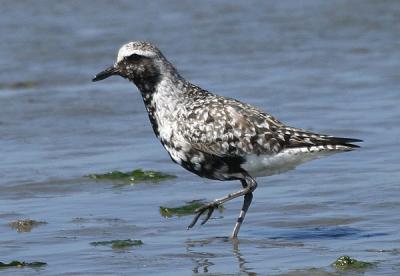 Black-bellied Plover