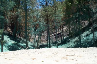 Green stuff covered trees and ground for new growth.