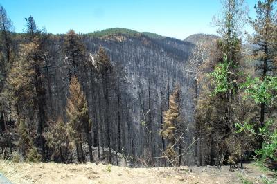 Mt Lemmon Burnout