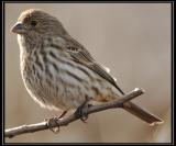 House finch