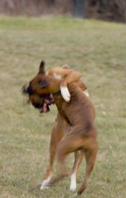 boxer4.jpg