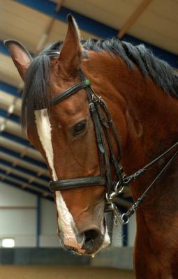 u12/hakro/medium/38181748.LouLou2.jpg