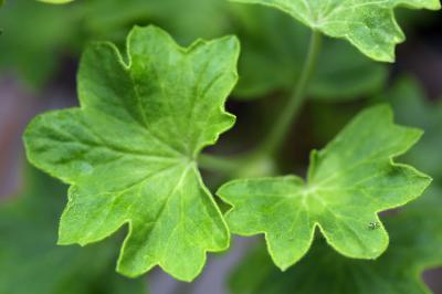 Leaves