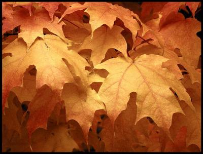 Leaves