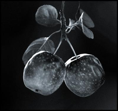 Crabapples