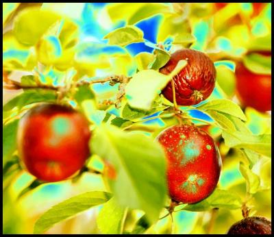 Crabapples (garish)