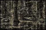 Swamp