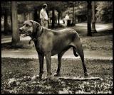 Nellie