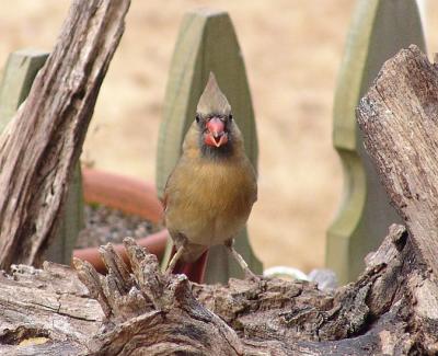 Busy female cardinal at lunch...