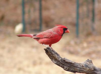 Out on a limb!