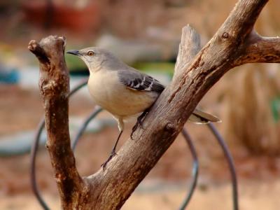 Mockingbird