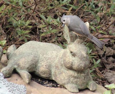 Titmouse...Telling secrets!