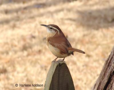 Mighty Carolina Wren