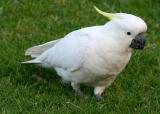 IMG_2304 oz.jpg
