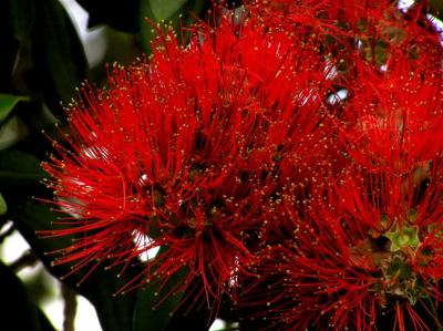 Pohutukawa Blossom.jpg