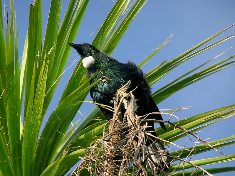 Tui