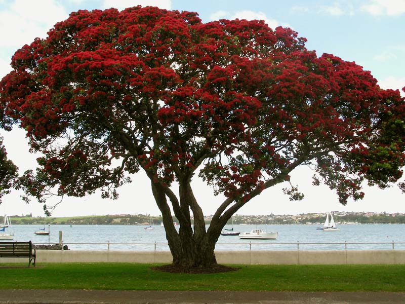 Pohutukawa Tree.jpg