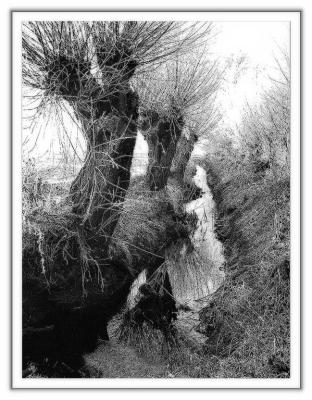 IMG_0484_bw