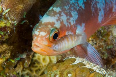 Creolefish with isopod parasite