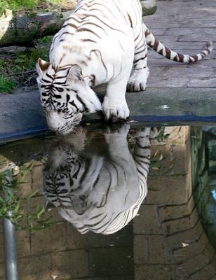 Panthera tigris  White tiger Witte tijger