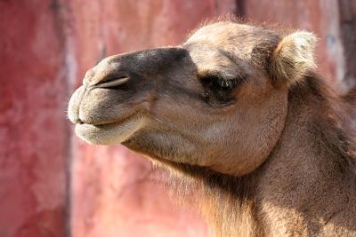 Camelus dromedariusDromedary Dromedaris 
