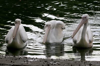 Pelicanus erythrorhynchos White pelican Witte pelikaan