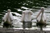 Pelicanus erythrorhynchos <br>White pelican <br>Witte pelikaan