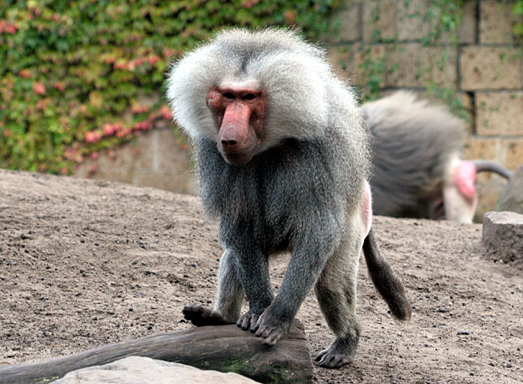 Papio hamadryas<br>Hamadryas Baboon<br>Mantelbaviaan