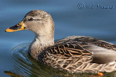 Duck