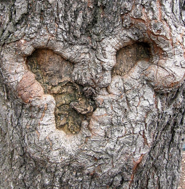 Golden Rain Tree Bark