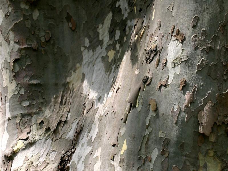 Sycamore or London Plane Tree Bark